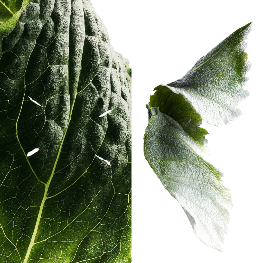 The Scented Prefaces Patchouli Apotheosis Image