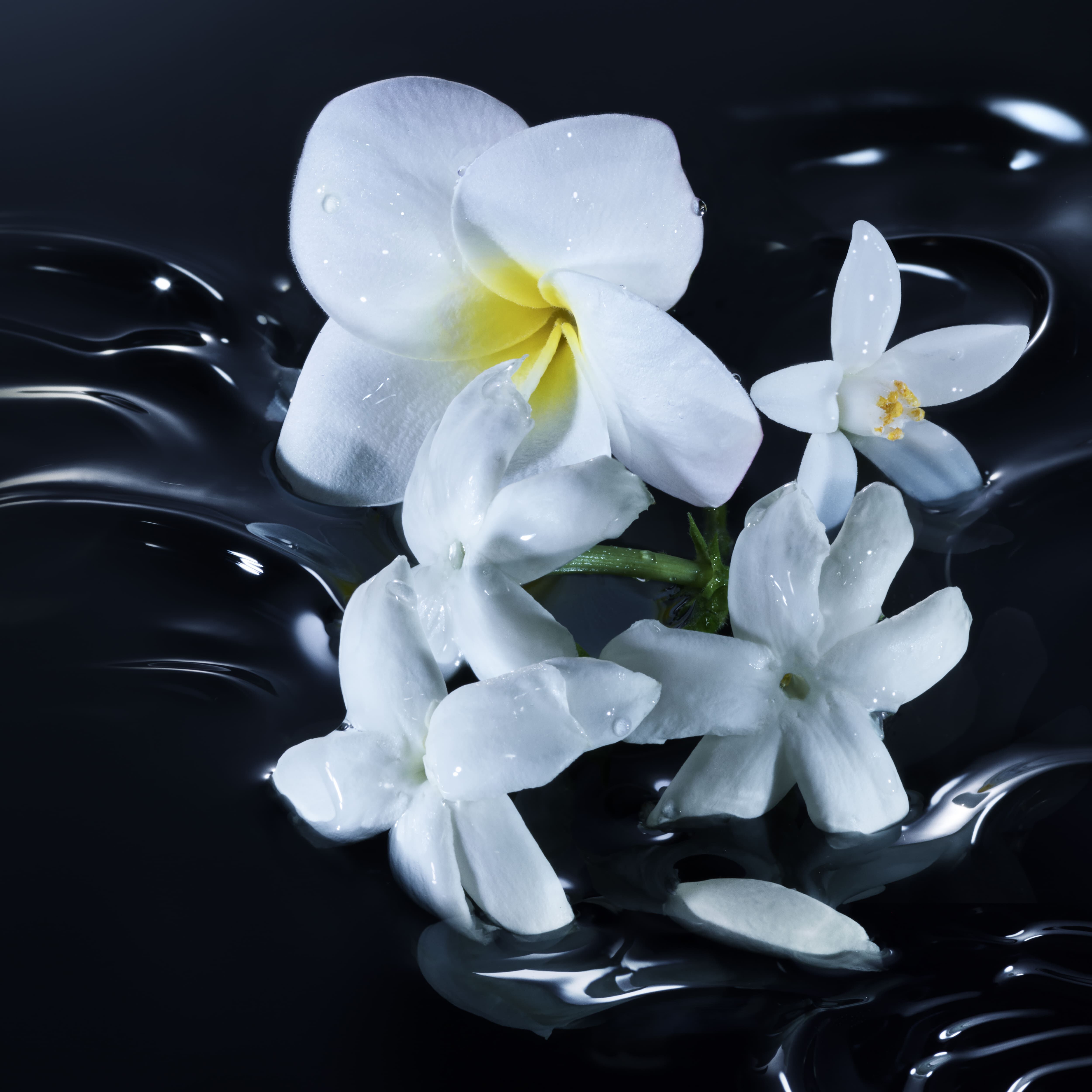 WHITE FLOWER BOUQUET