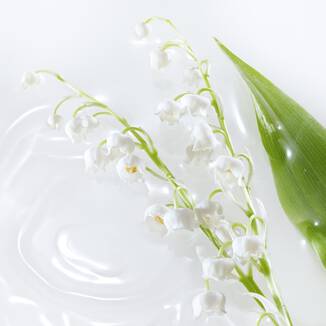 LILY OF THE VALLEY ACCORD