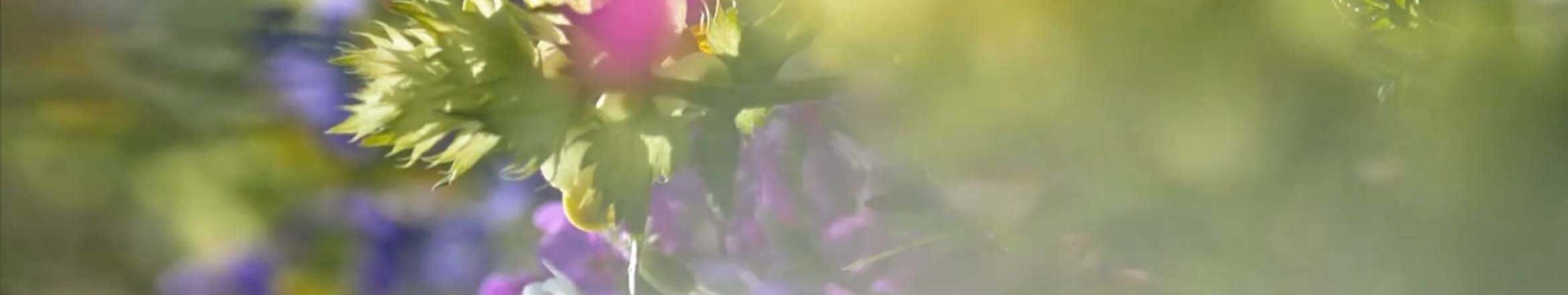 Floral PLP Delicate Top Banner